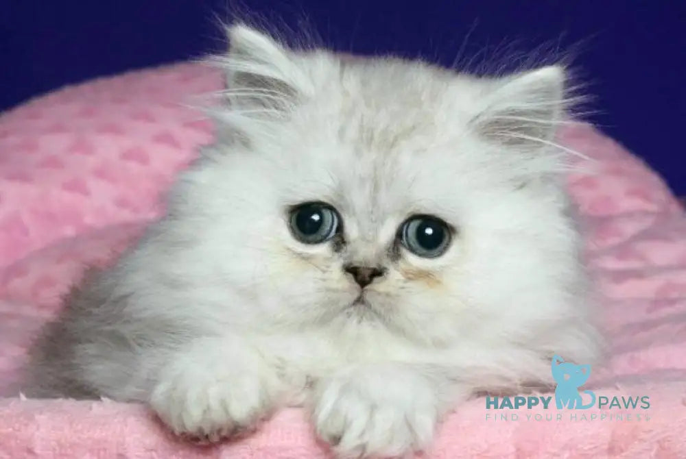 Eva Persian female black silver shaded live animals