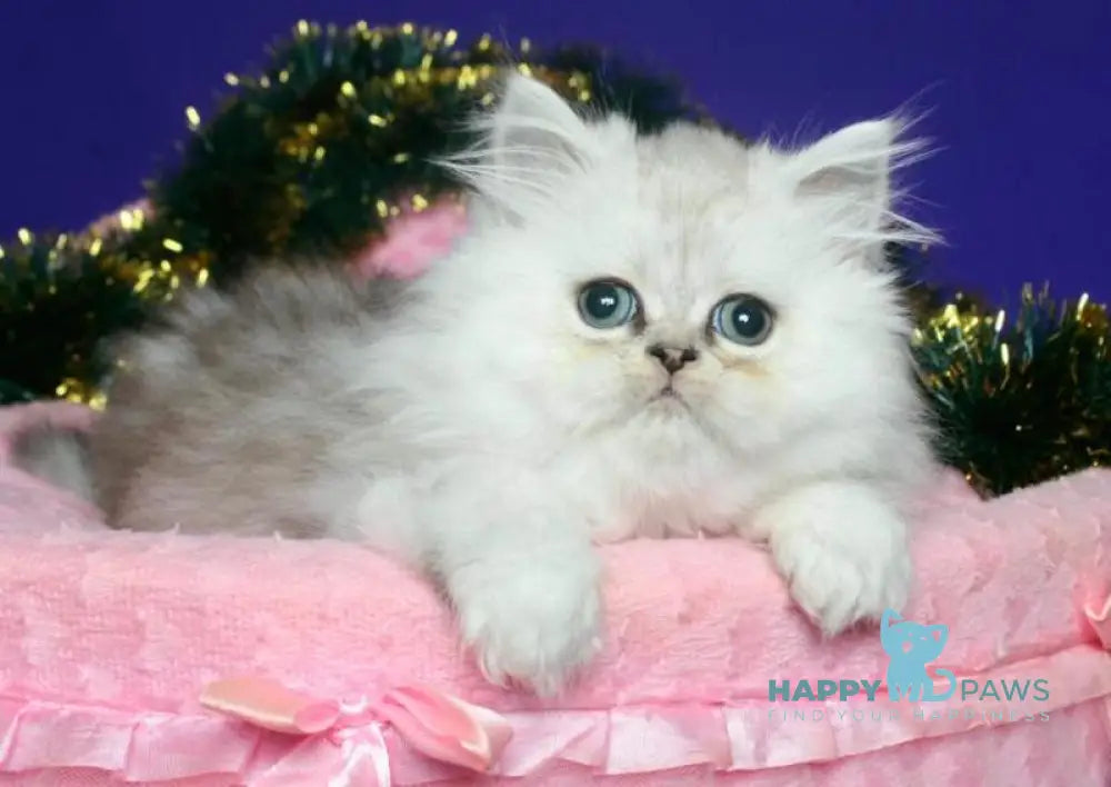 Eva Persian female black silver shaded live animals