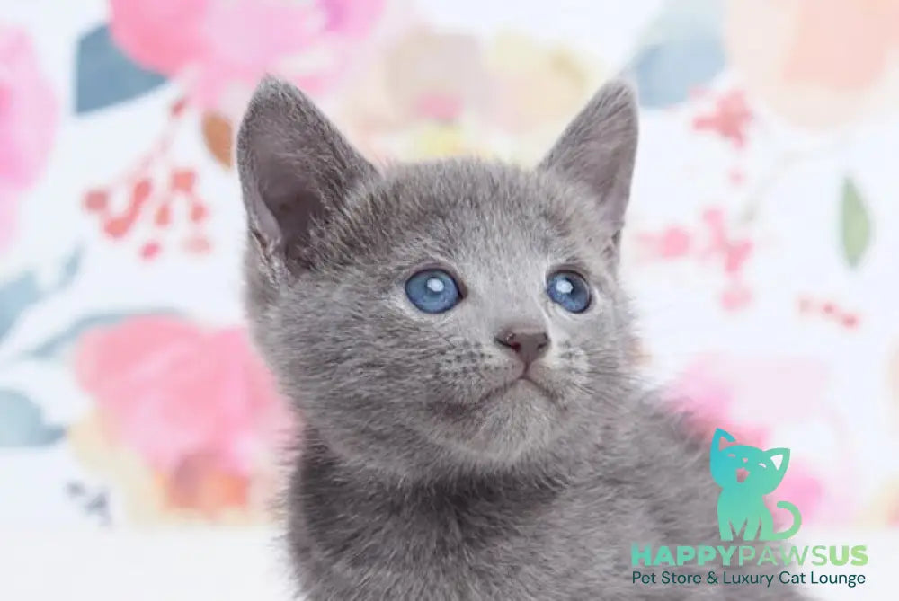 Eva Russian Blue female blue live animals