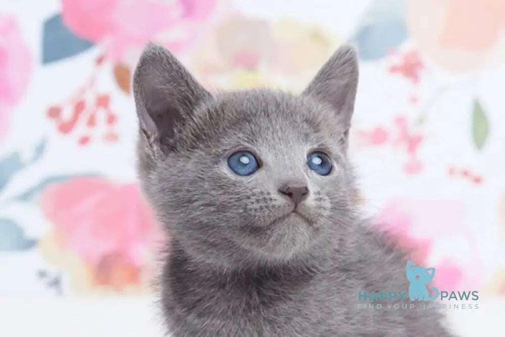 Eva Russian Blue female blue live animals