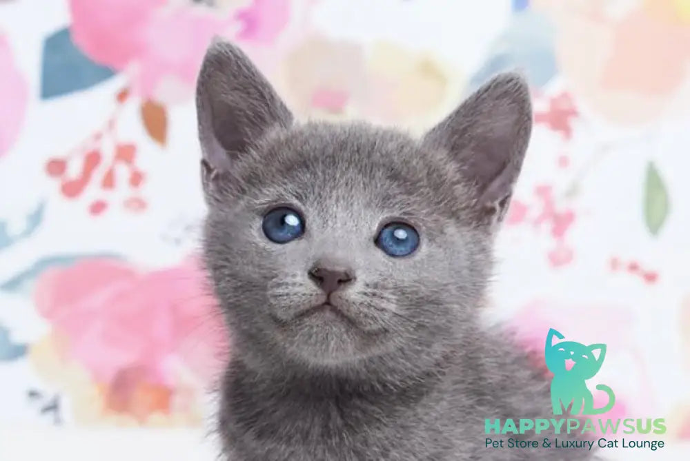 Eva Russian Blue female blue live animals