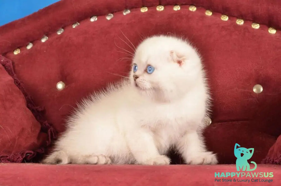 Eva Scottish Fold female black golden shaded pointed live animals