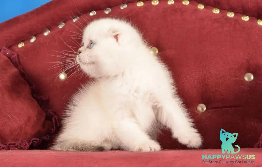 Eva Scottish Fold female black golden shaded pointed live animals