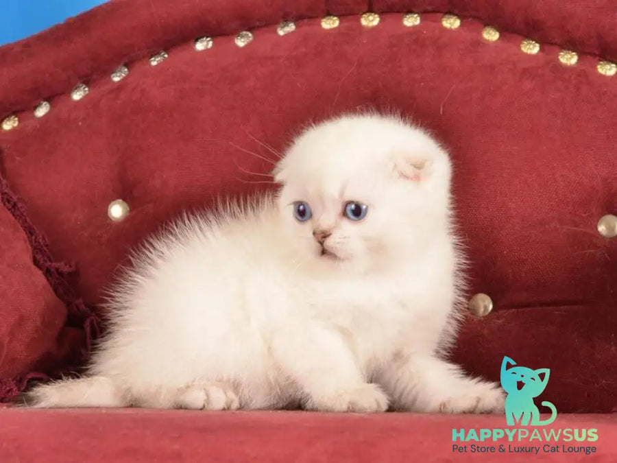 Eva Scottish Fold female black golden shaded pointed live animals
