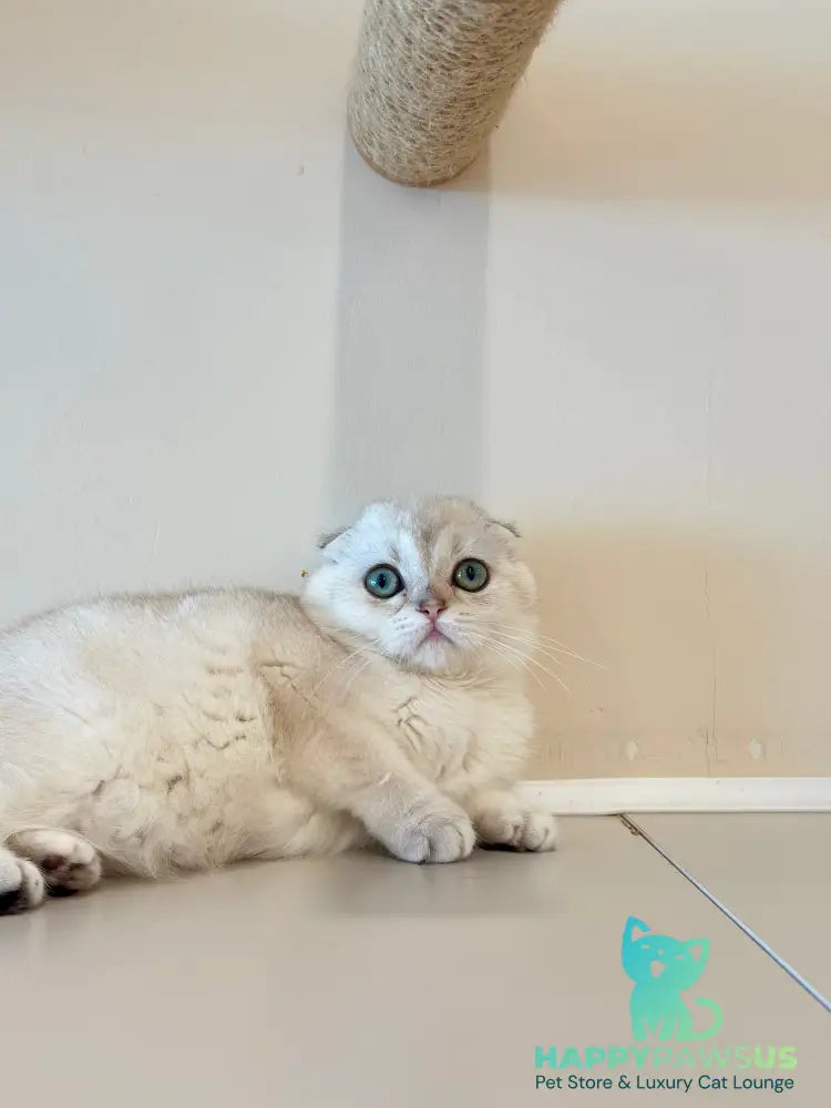 Eva Scottish Fold female black golden chinchilla - live animals
