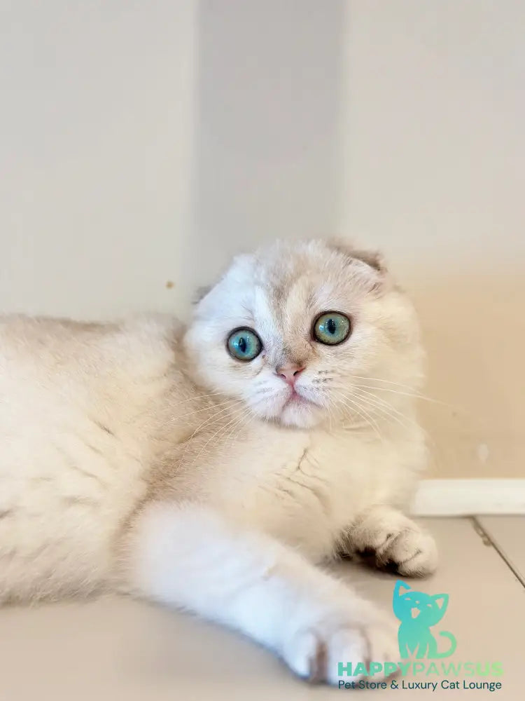 Eva Scottish Fold female black golden chinchilla - live animals