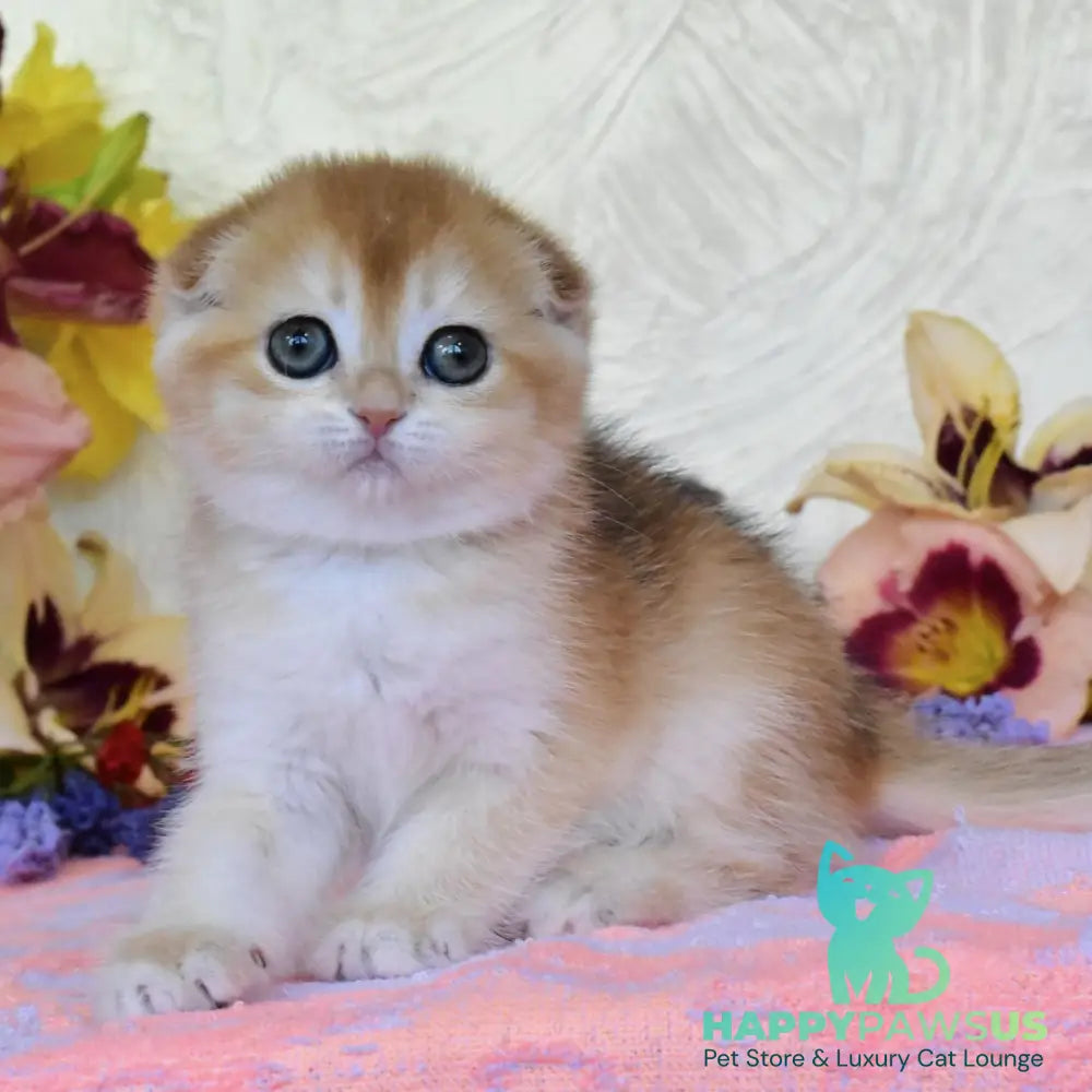 Eva Scottish Fold female black golden chinchilla - live animals