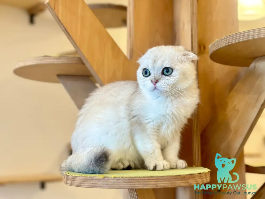 Eva Scottish Fold female black golden pointed - live animals