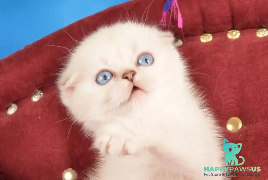 Eva Scottish Fold female black golden shaded pointed live animals