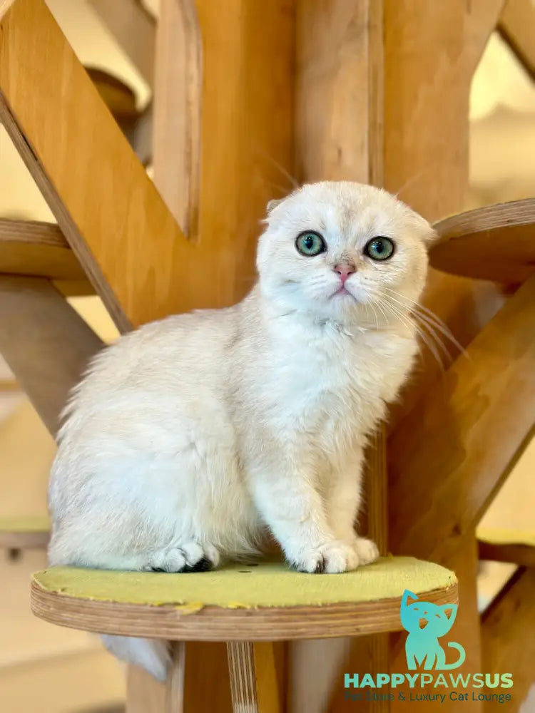 Eva Scottish Fold female black golden pointed - live animals