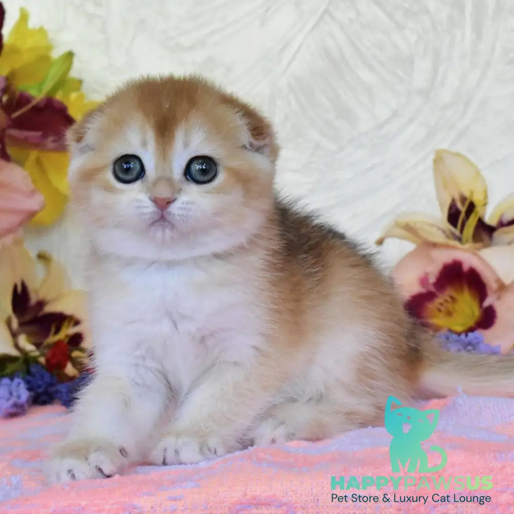 Eva Scottish Fold female black golden chinchilla - live animals