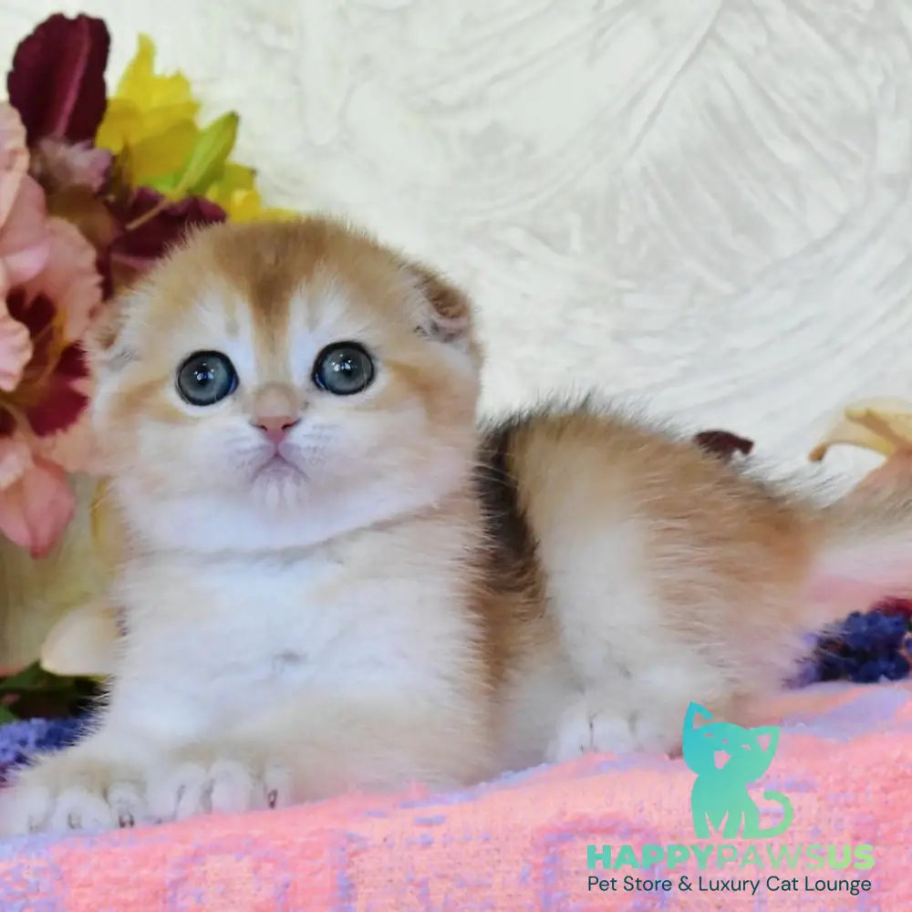 Eva Scottish Fold female black golden chinchilla - live animals