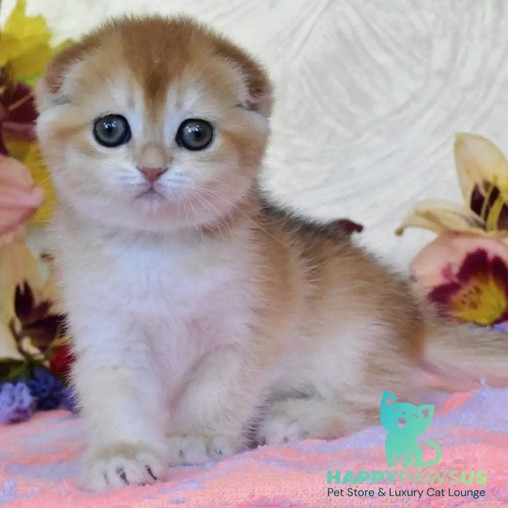 Eva Scottish Fold female black golden chinchilla - live animals
