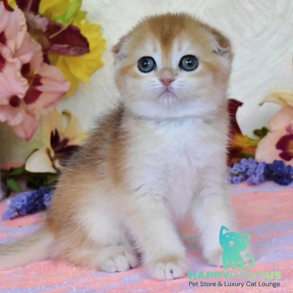 Eva Scottish Fold female black golden chinchilla - live animals