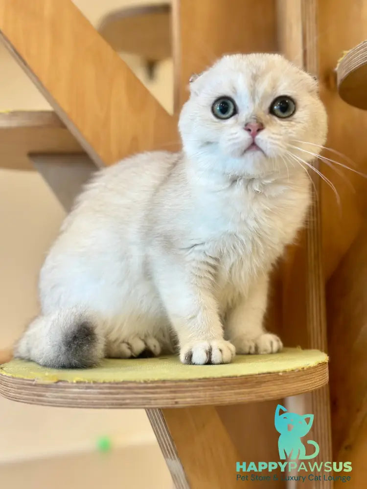 Eva Scottish Fold female black golden pointed - live animals