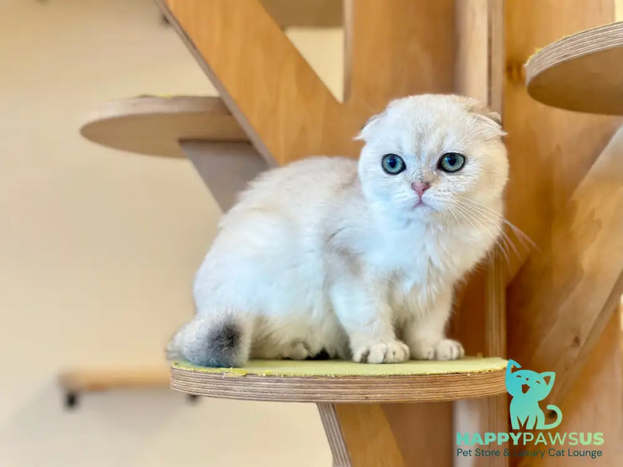 Eva Scottish Fold female black golden pointed - live animals