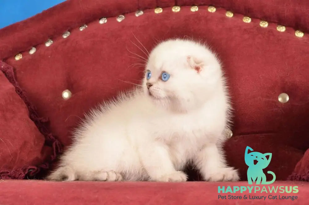 Eva Scottish Fold female black golden shaded pointed live animals