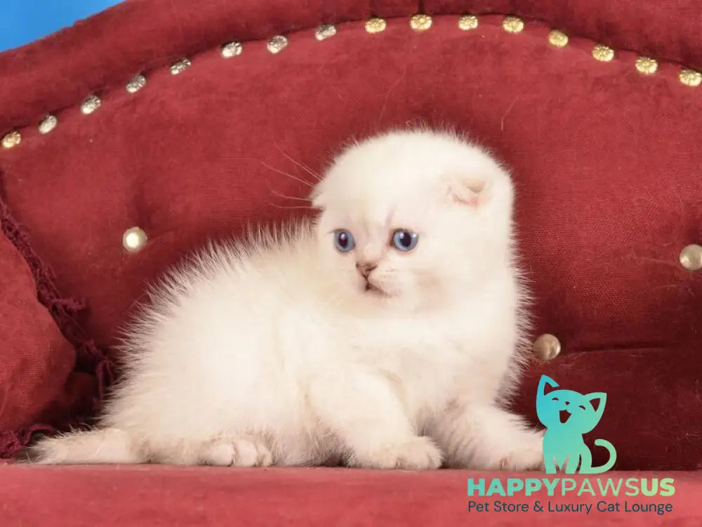 Eva Scottish Fold female black golden shaded pointed live animals