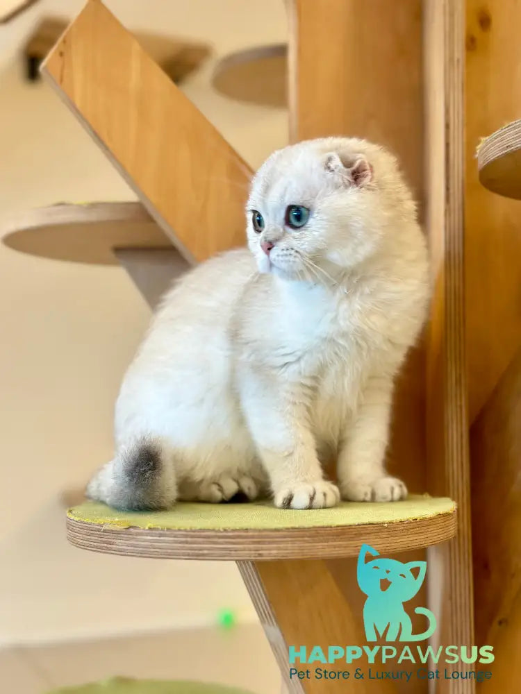Eva Scottish Fold female black golden pointed - live animals