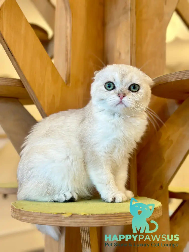 Eva Scottish Fold female black golden pointed - live animals