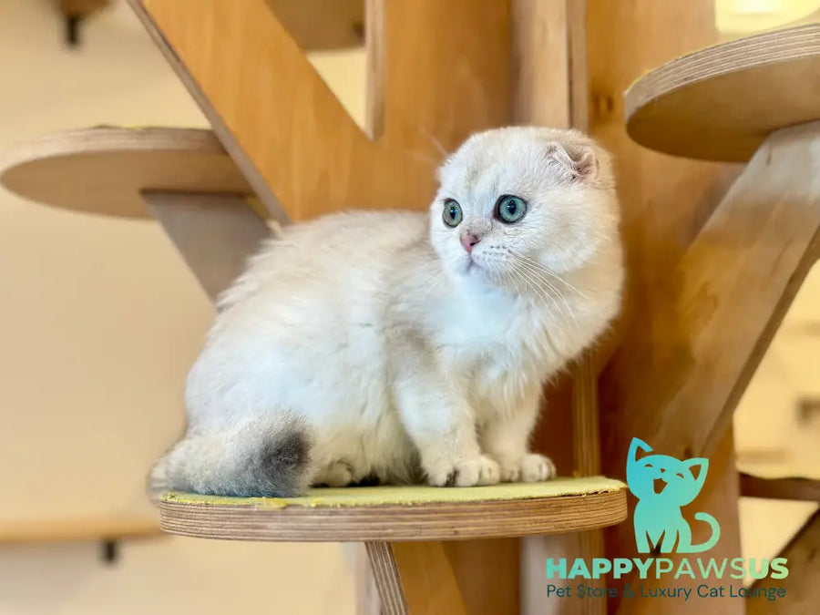 Eva Scottish Fold female black golden pointed - live animals