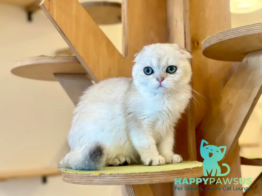 Eva Scottish Fold female black golden pointed - live animals