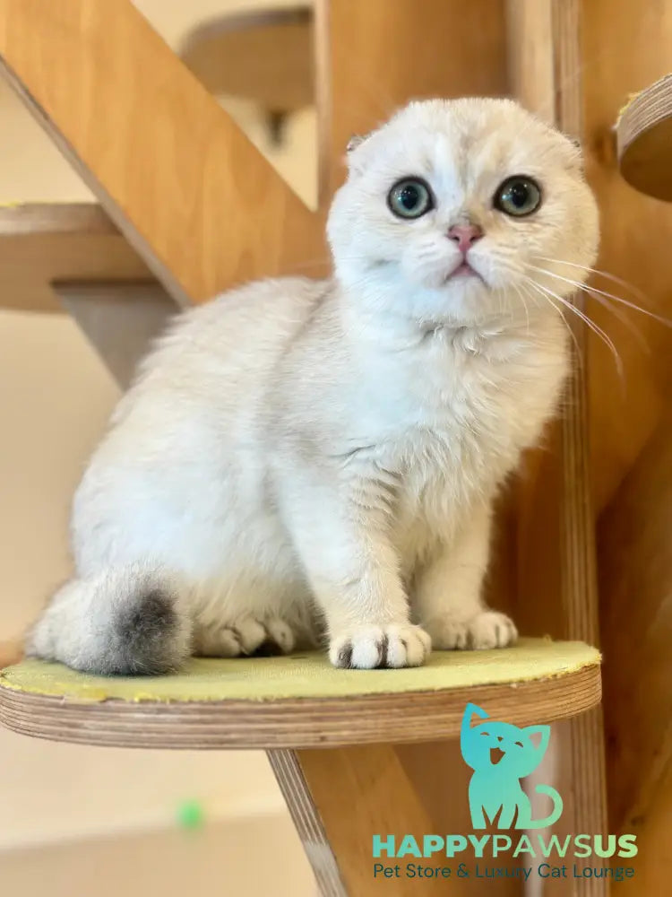 Eva Scottish Fold female black golden pointed - live animals