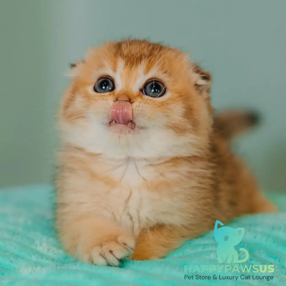 Eva Scottish Fold female black golden ticked tabby - live animals