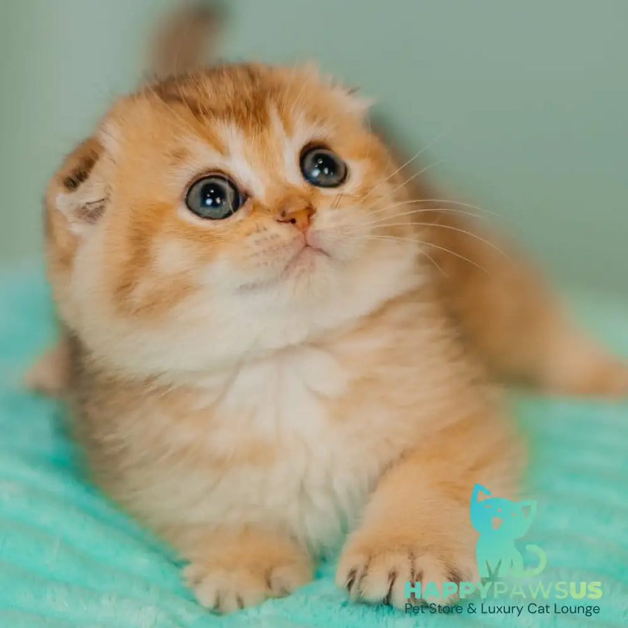 Eva Scottish Fold female black golden ticked tabby - live animals