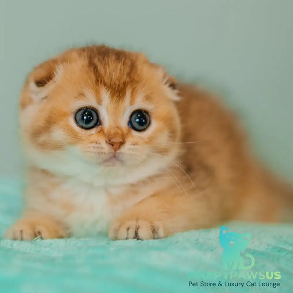 Eva Scottish Fold female black golden ticked tabby - live animals