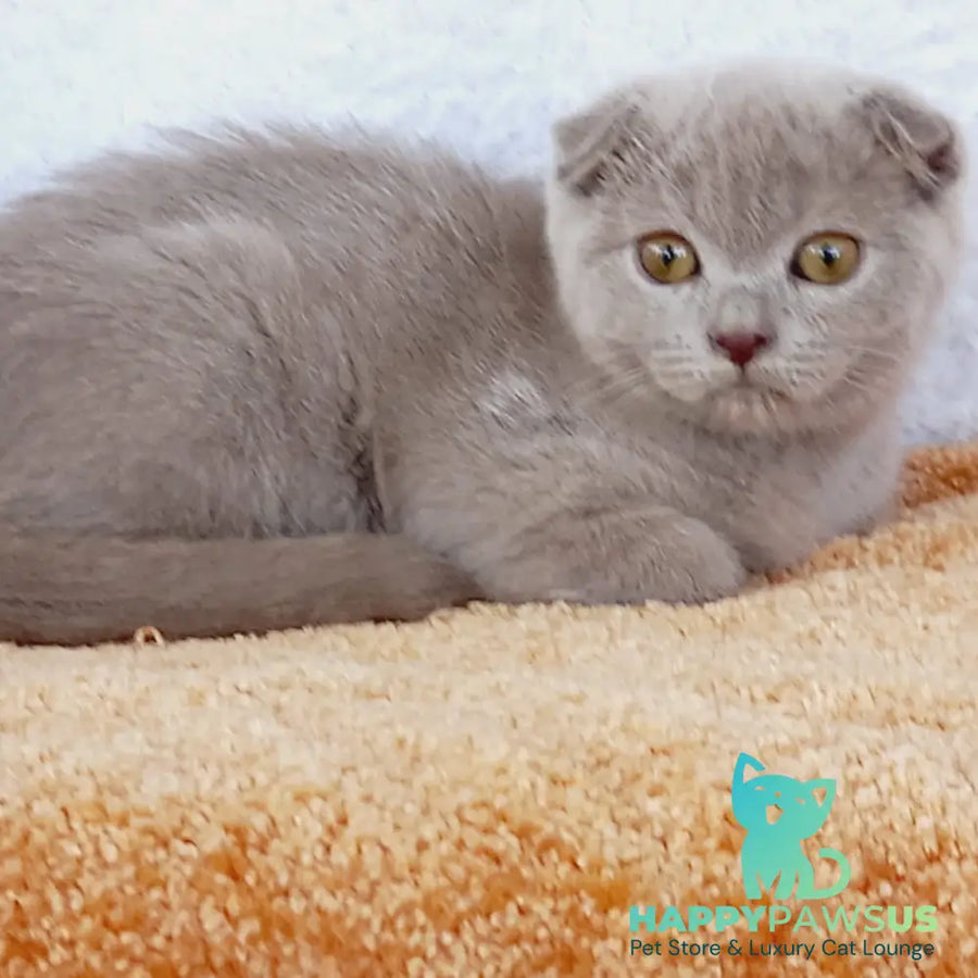 Eva Scottish Fold female blue - live animals