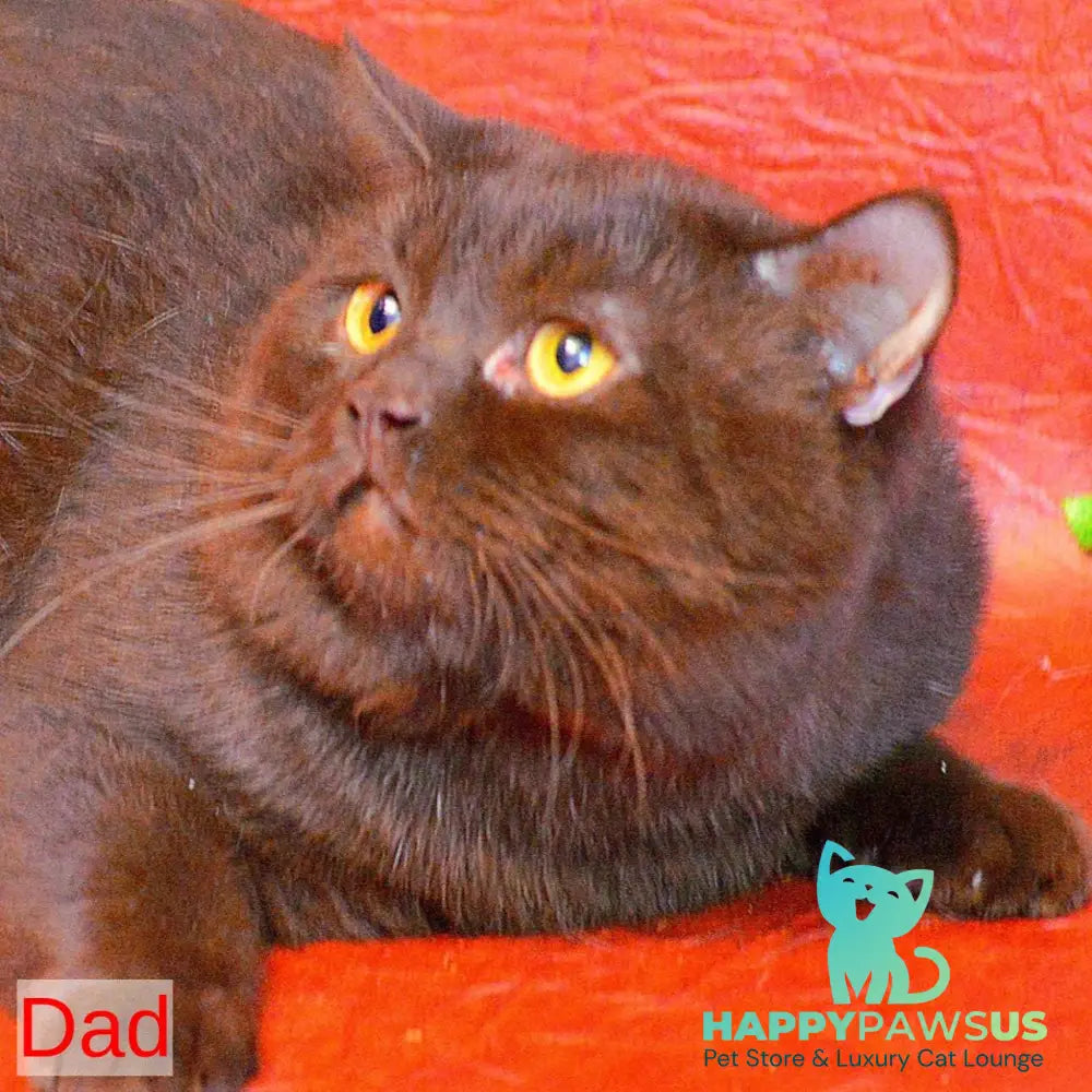 Eva Scottish Fold female blue - live animals