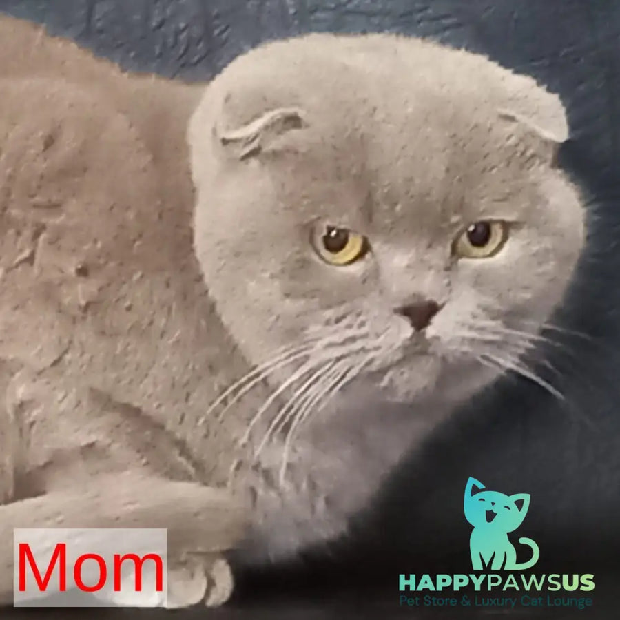 Eva Scottish Fold female blue - live animals