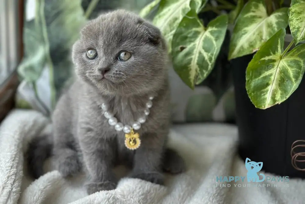 Eva Scottish Fold female blue live animals