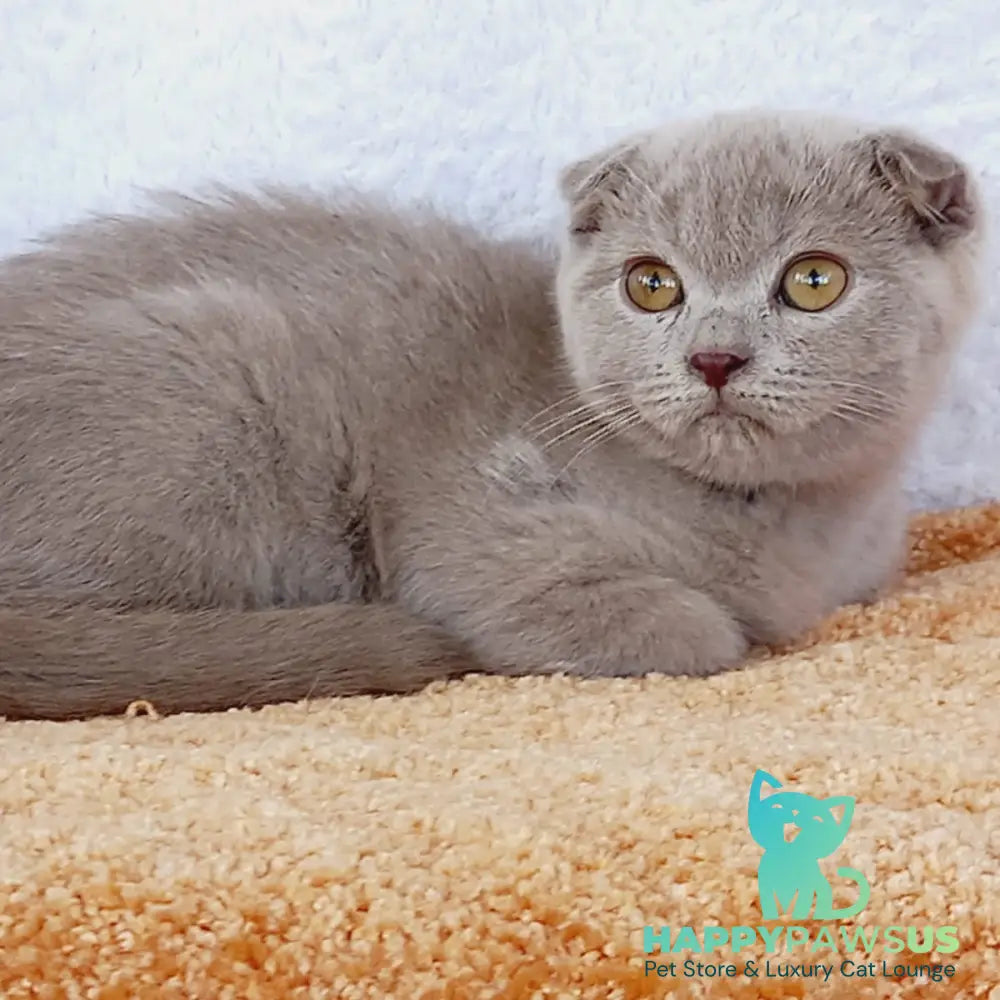 Eva Scottish Fold female blue - live animals
