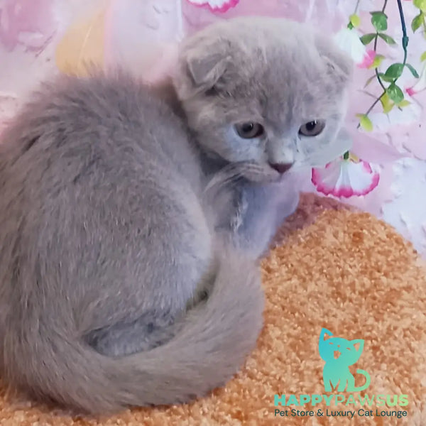 Eva Scottish Fold female blue - live animals