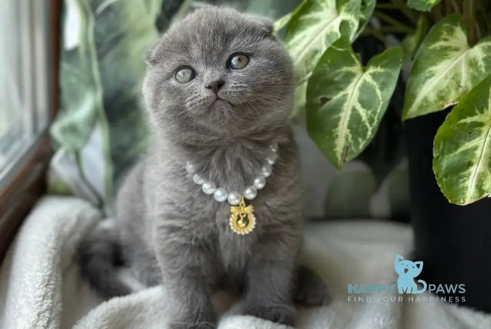 Eva Scottish Fold female blue live animals