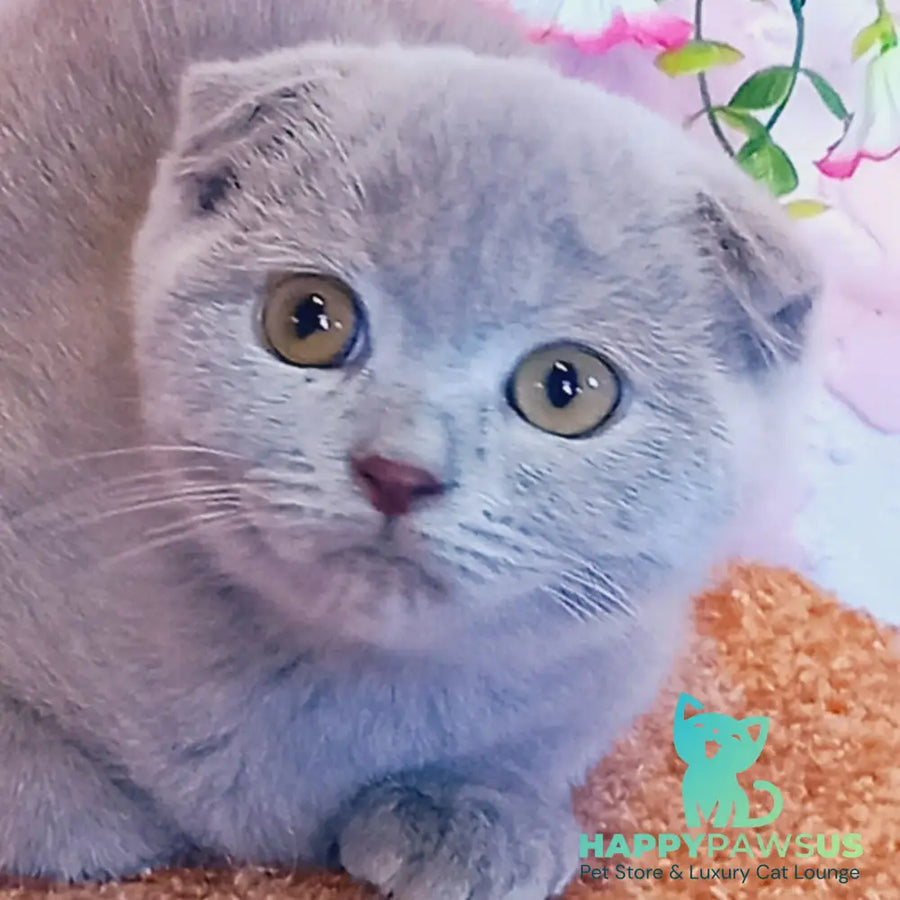 Eva Scottish Fold female blue - live animals