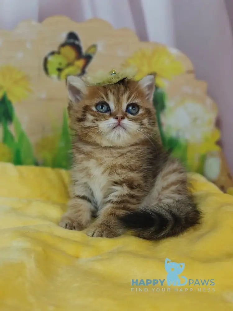 Eva Scottish Straight female black golden spotted tabby live animals