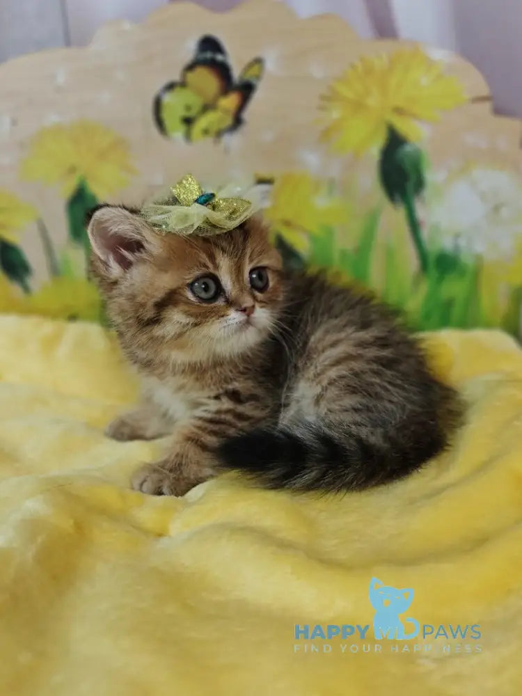 Eva Scottish Straight female black golden spotted tabby live animals