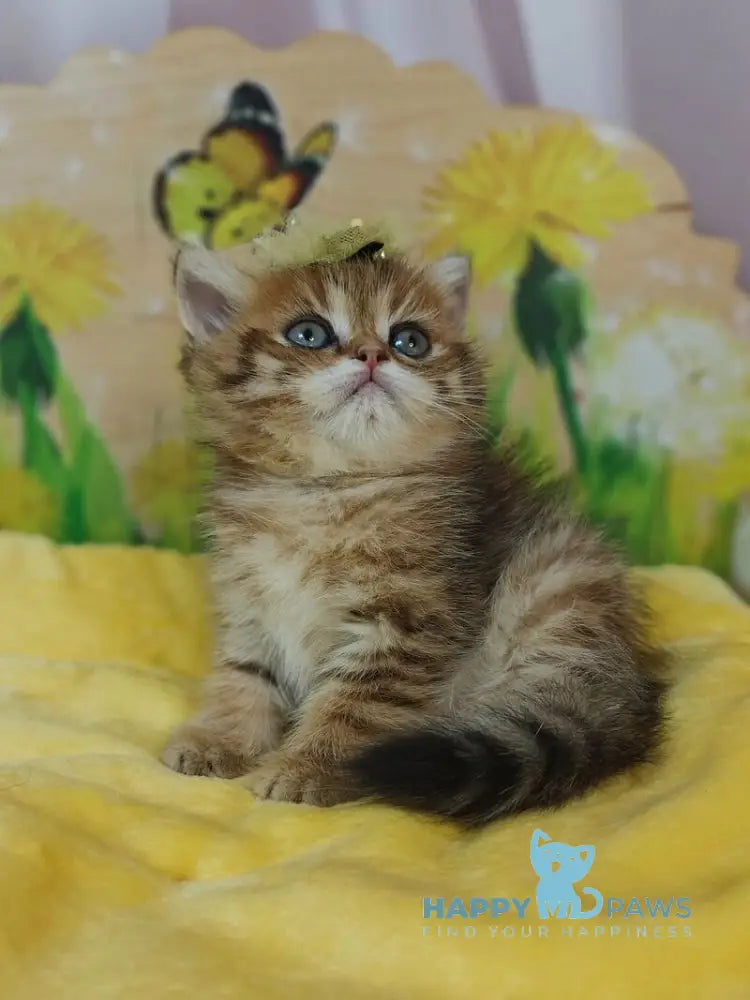 Eva Scottish Straight female black golden spotted tabby live animals