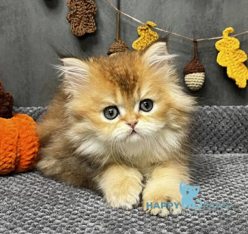 Eva Scottish Straight female black golden ticked tabby live animals