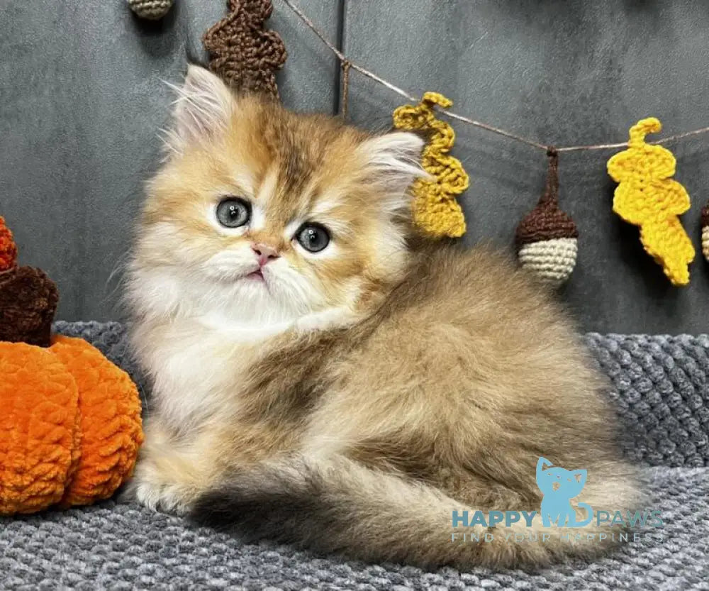 Eva Scottish Straight female black golden ticked tabby live animals