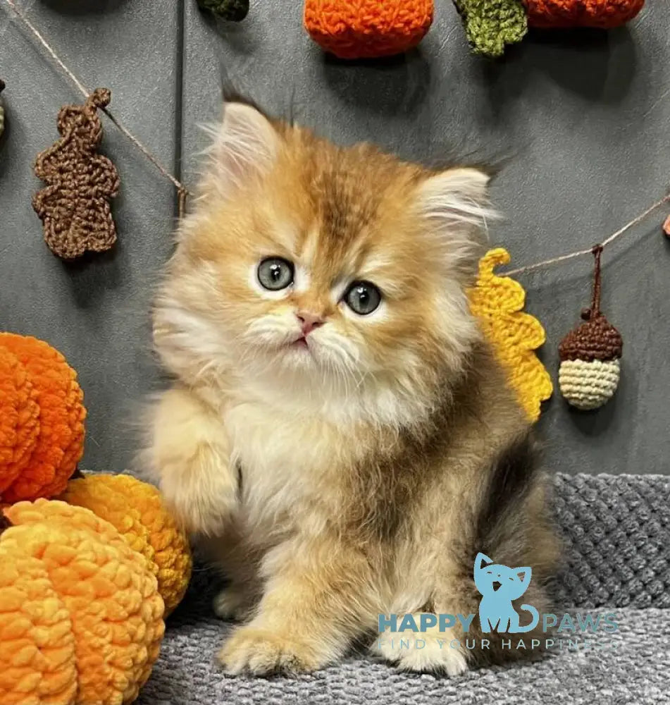 Eva Scottish Straight female black golden ticked tabby live animals