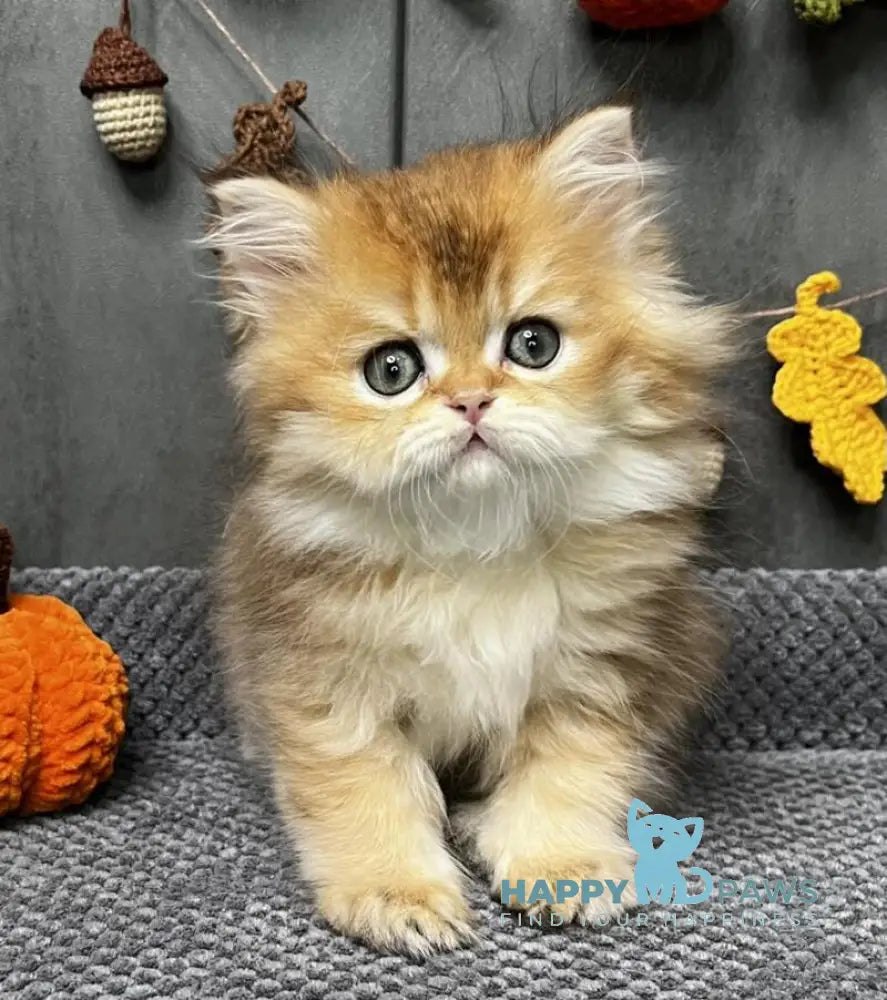 Eva Scottish Straight female black golden ticked tabby live animals