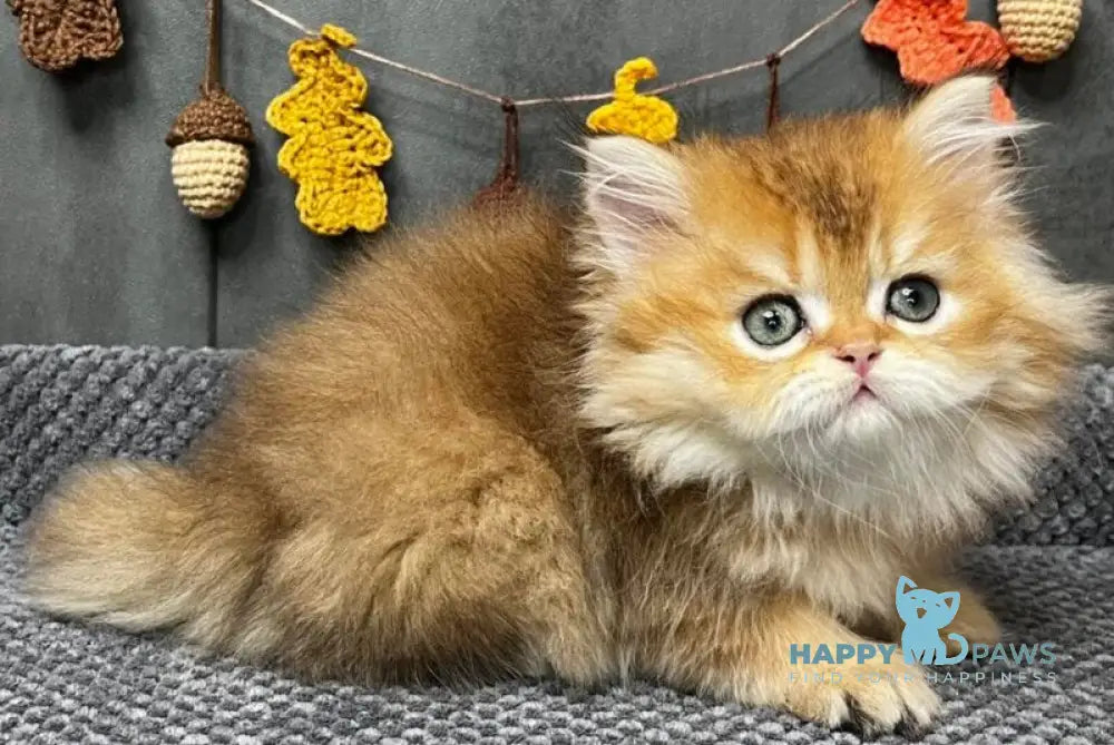 Eva Scottish Straight female black golden ticked tabby live animals