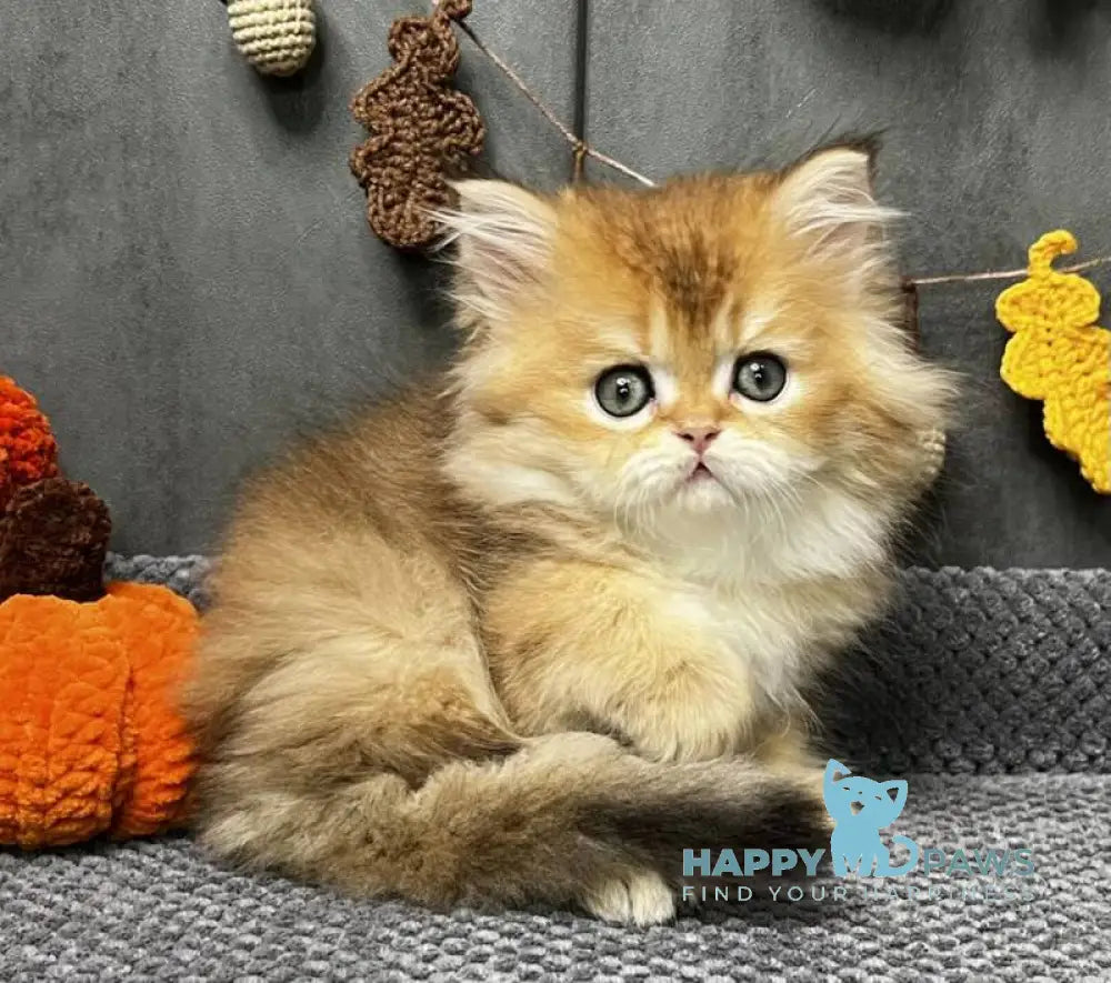 Eva Scottish Straight female black golden ticked tabby live animals