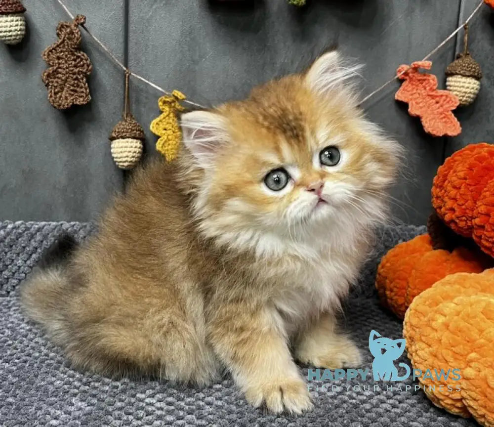 Eva Scottish Straight female black golden ticked tabby live animals