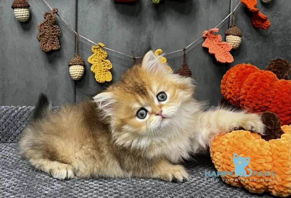 Eva Scottish Straight female black golden ticked tabby live animals