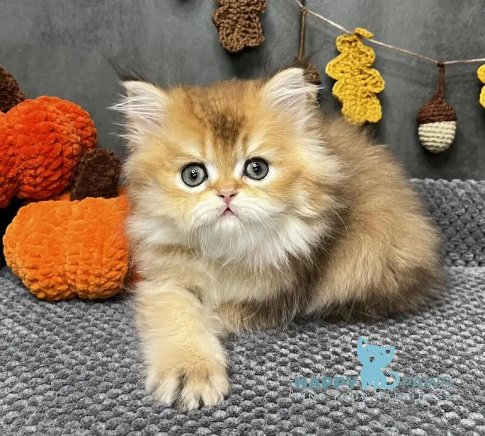 Eva Scottish Straight female black golden ticked tabby live animals